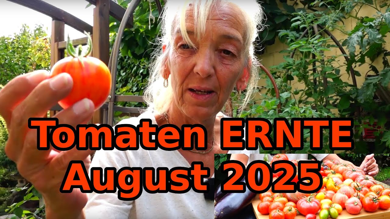 Ernte im August 2025  | Tomaten ernten | Garten im August