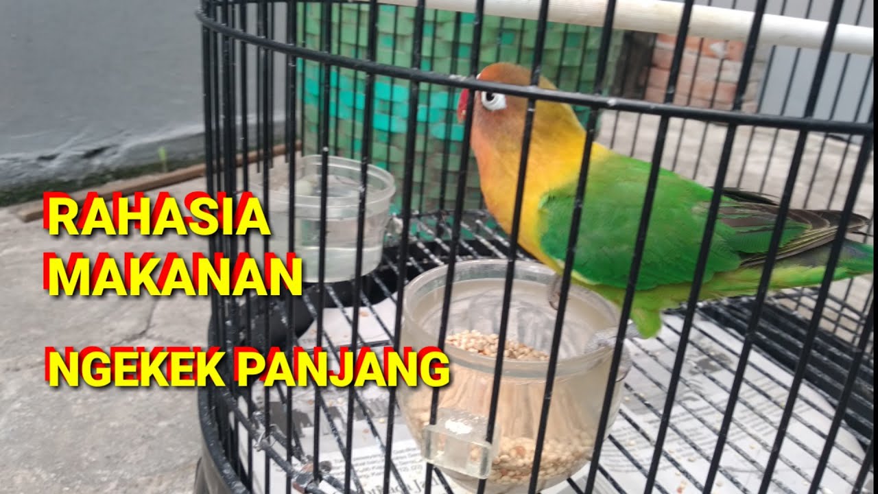 Inilah rahasia makanan lovebird yang bikin ngekek panjang