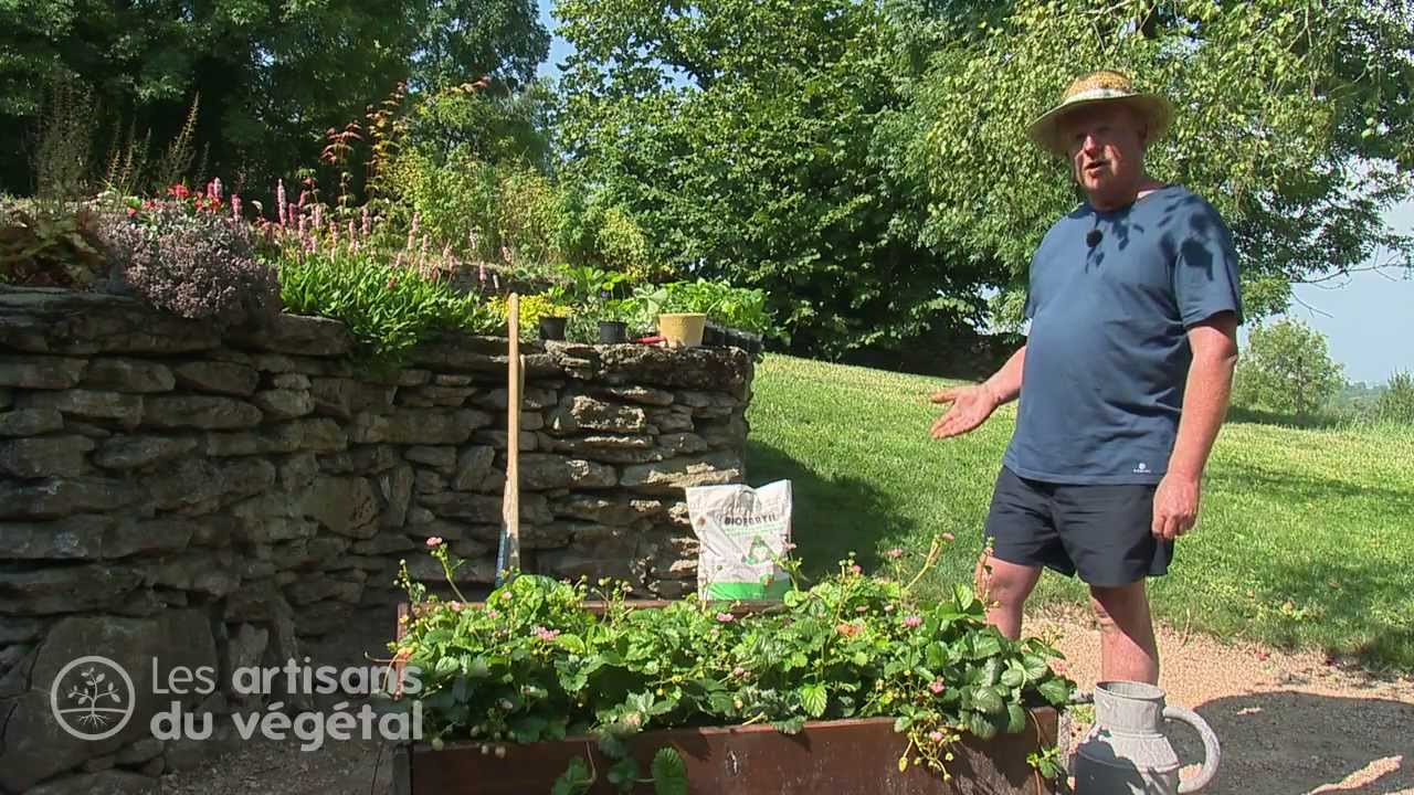 🍓 Comment planter et entretenir vos fraisiers pour une récolte généreuse ?