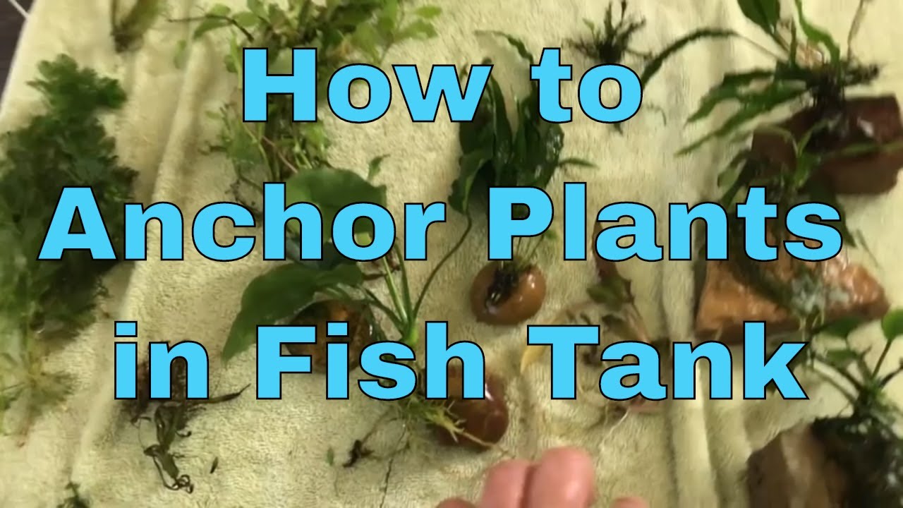 How to Anchor Plants in Fish Tank