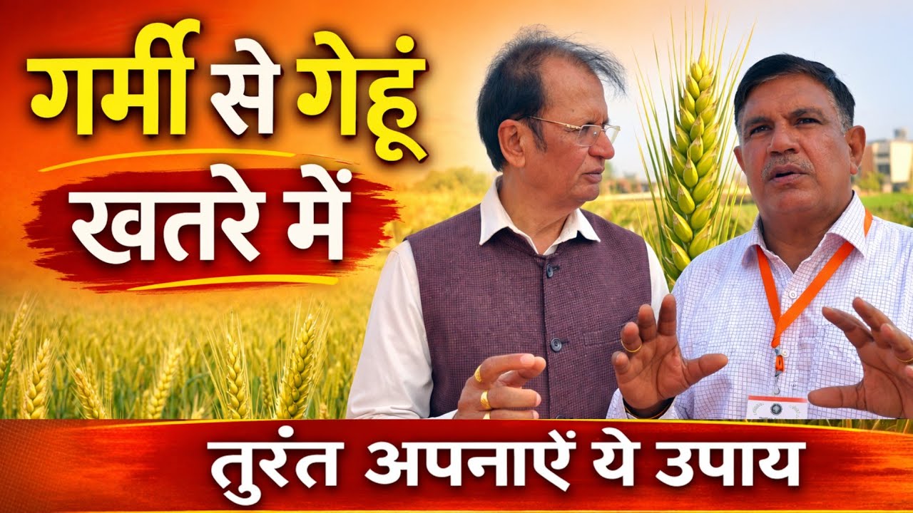 गर्मी में गेहूँ का कैसे रखें ध्यान #गेहूं #WheatCrop #गर्मी #HeatStress #WheatFarming #किसान