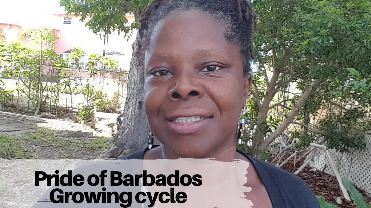 Pride of Barbados Growing Cycle