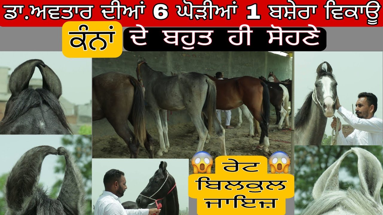 ਡਾ. ਅਵਤਾਰ ਦੇ 6 ਘੋੜੀਆਂ ਤੇ 1 ਬਸ਼ੇਰਾ ਵਿਕਾਊ ਜਮਾਂ ਜਾਇਜ਼ ਰੇਟ ਤੇ • Mare Horses for sale , Colt sale #horse