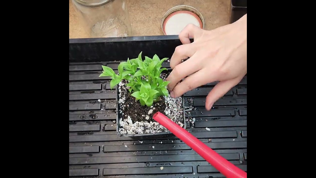 How to grow kanna ( sceletium tortuosum )