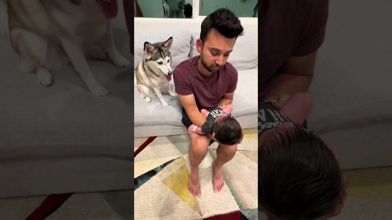 Sapphie the pomsky as a big sister