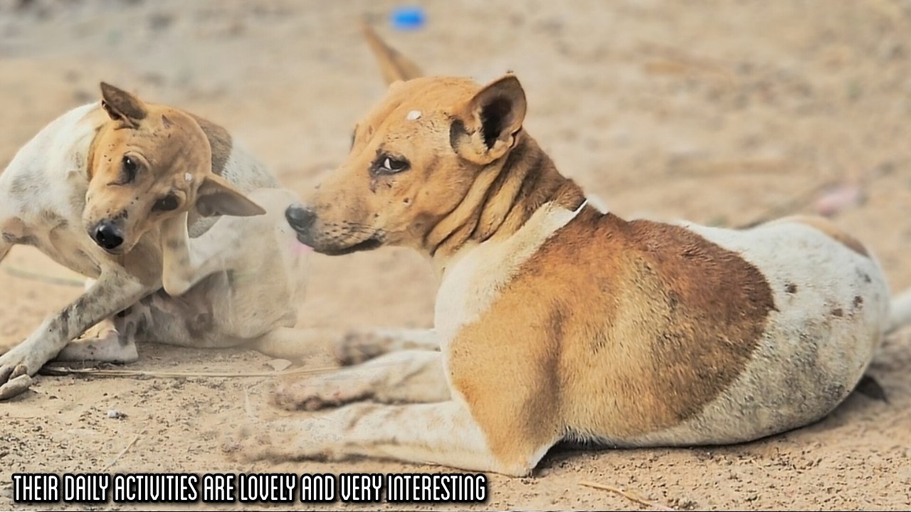THEIR DAILY ACTIVITIES ARE LOVELY AND VERY INTERESTING #dogs