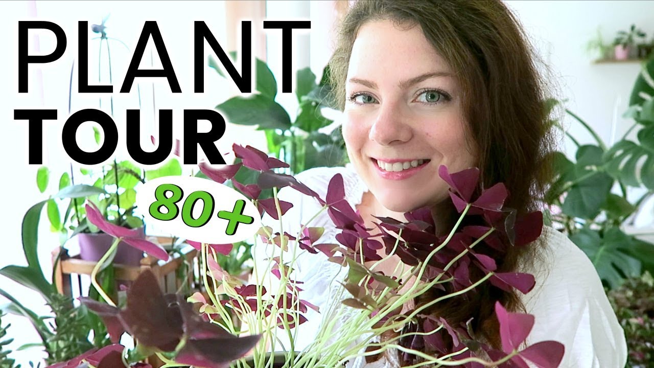 PLANT TOUR 2018 - Ma collection complète de plantes d'intérieur | Plantes vertes et orchidées