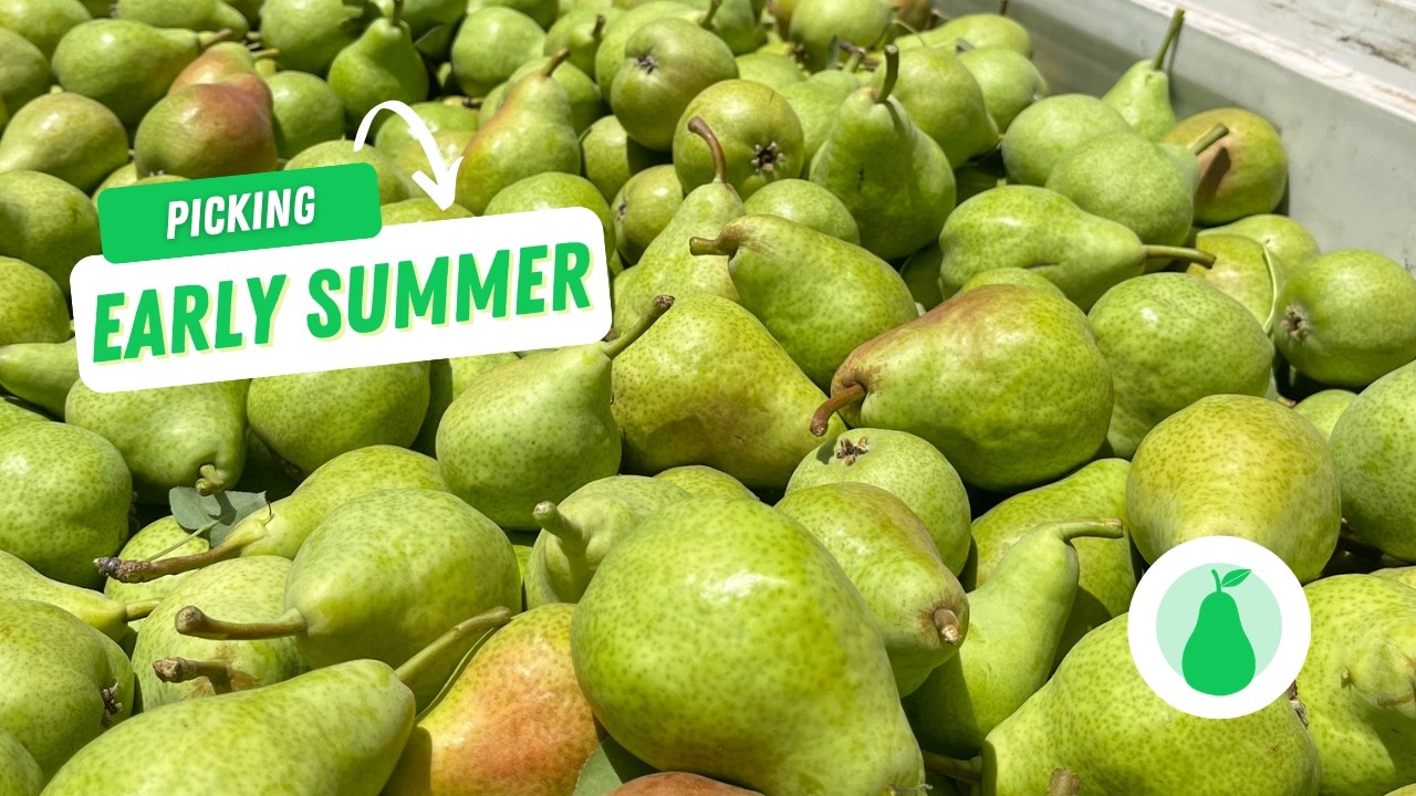 Early Summer Pears Harvest Process 🍐🌍