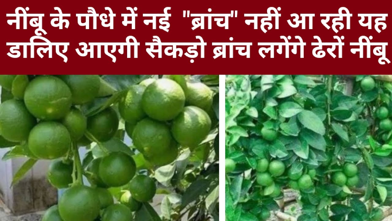 नींबू के पौधे में नई ब्रांच नहीं आ रही ?डालिए फ्री की यह 2 खाद आएगी सैकड़ो ब्रांच लगेंगे ढेरों नींबू
