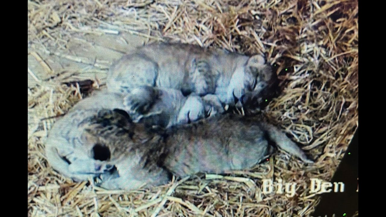 Trio of rare lion cubs born at Whipsnade (c) Whipsnade Zoo