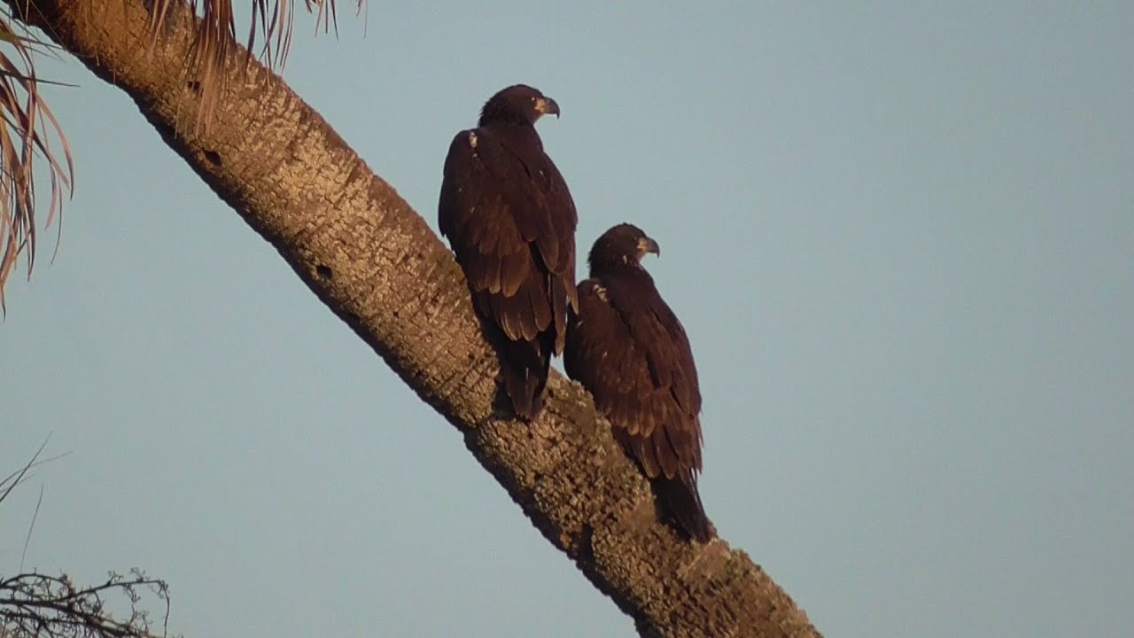 SWFL Eagles_ You Won't See This On Cam! 😊 Part 1 04.20.22