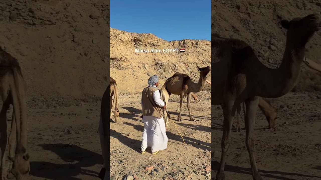 Marsa Alam Egypt — Desert Adventure with Camels 🇪🇬✨