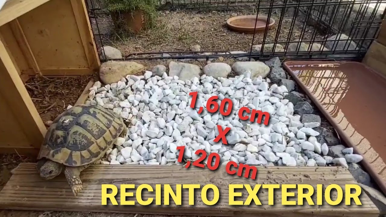 Nuevo Recinto exterior tortuga de tierra