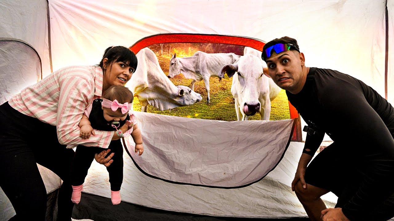 OS BOIS INVADIRAM O ACAMPAMENTO