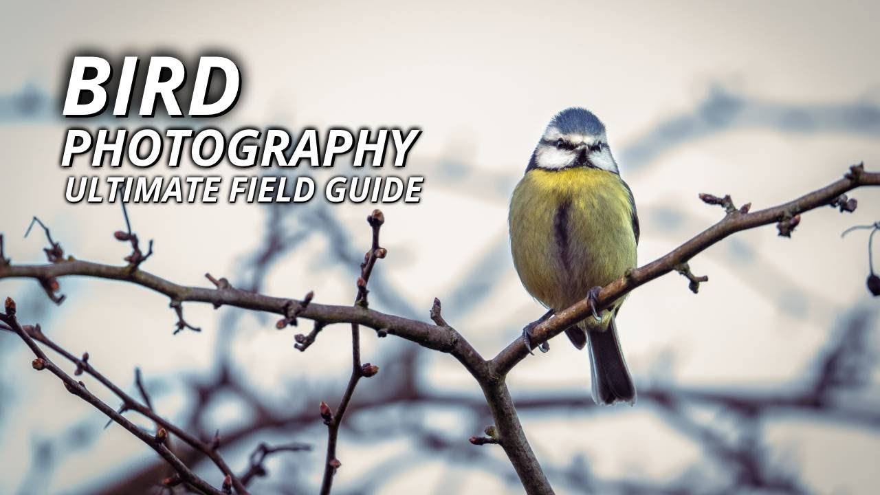 Bird Photography Basics - The Fastest Methods I Used to Begin Bird Photography. Available in 4K