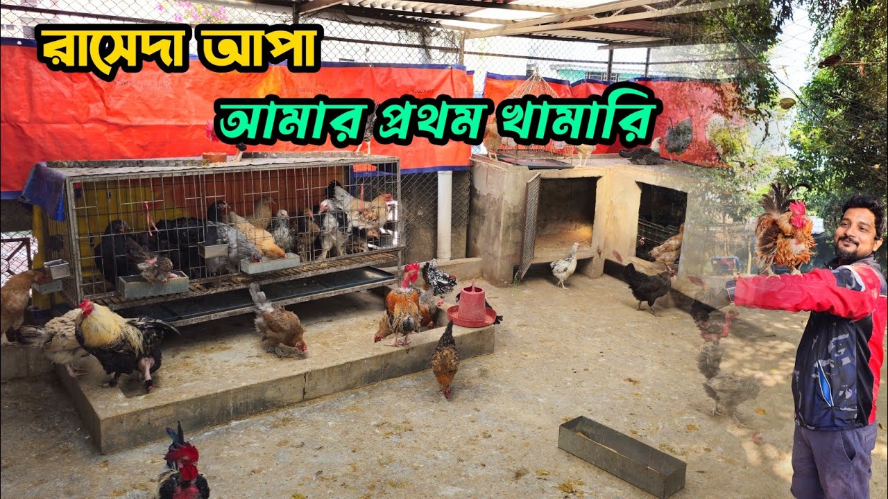 আমার প্রথম খামারি রাসেদা আপা ৭ তলা বাড়ির ছাদে দেশি মুরগির খামার