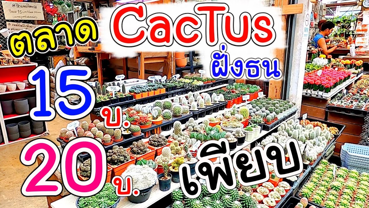 บุก!! แหล่งรวมแคคตัสฝั่งธน  ตลาดสนามหลวง2 | Cactus