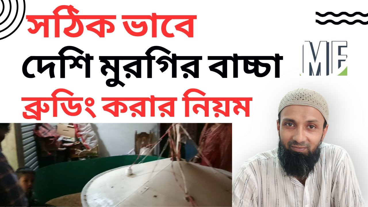 সঠিক ভাবে দেশি মুরগির বাচ্চা ব্রুডিং করার নিয়ম । #দেশি_মুরগি