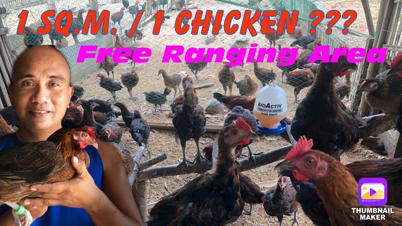 PAANO ALAGAAN AT ILANG DARAG NATIVE CHICKEN ANG PWEDE ILAGAY SA 1 SQ.M NA AREA?