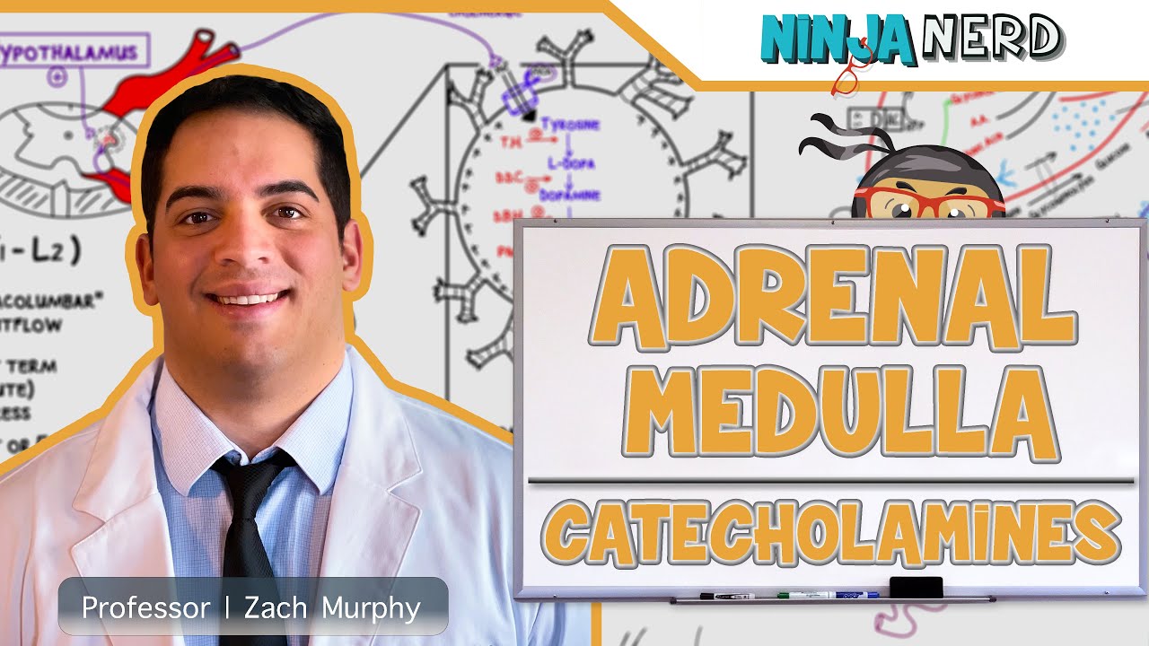 Endocrinology | Adrenal Medulla | Catecholamines