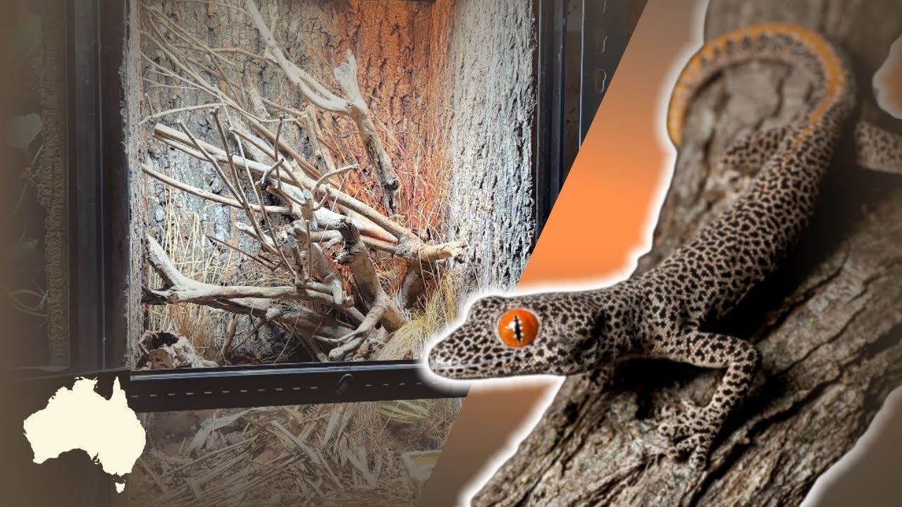 STROPHURUS TAENICAUDA, UNE ESPECE INCROYABLE !