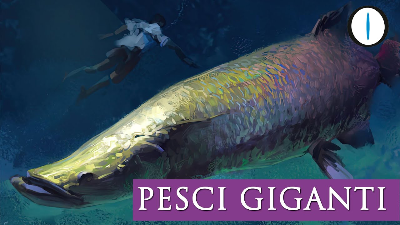 i PESCI GIGANTI del lago Kanas