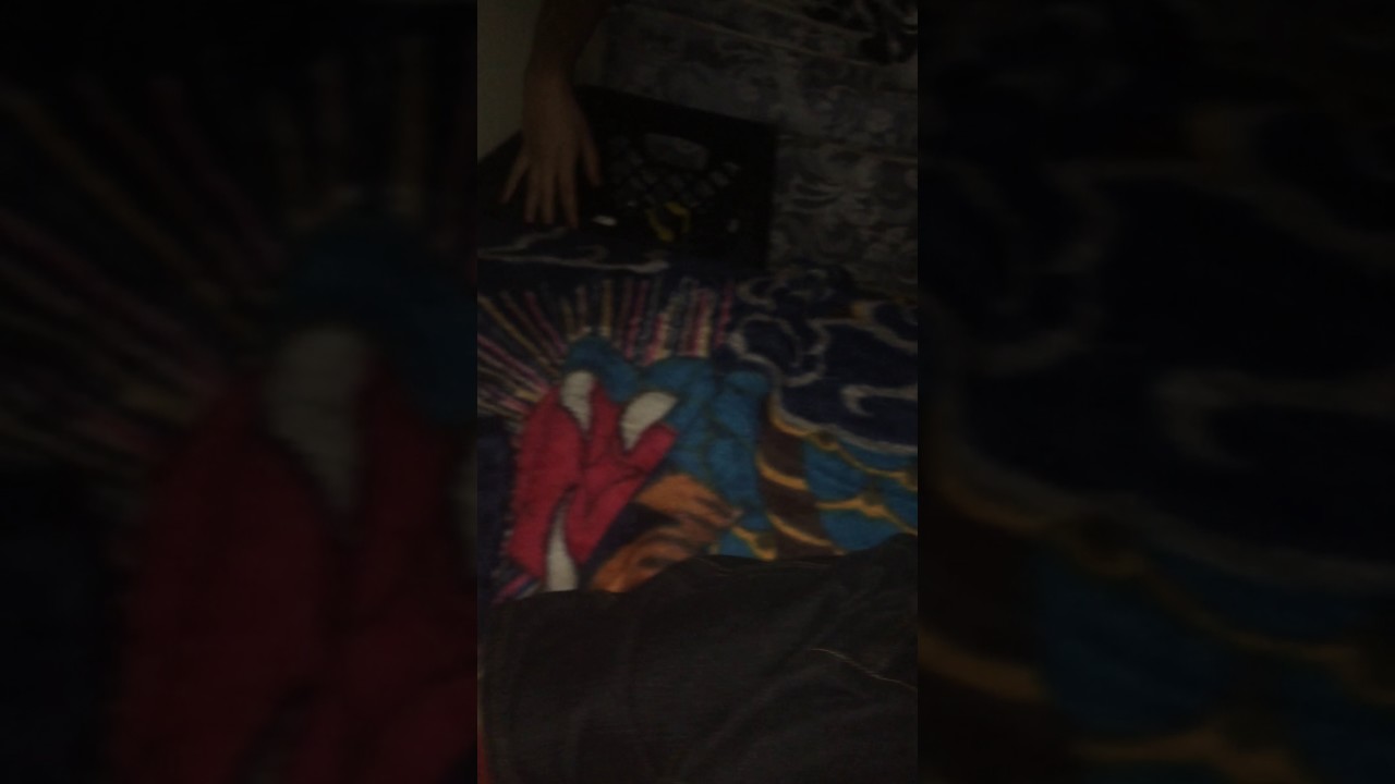 What pets do at night