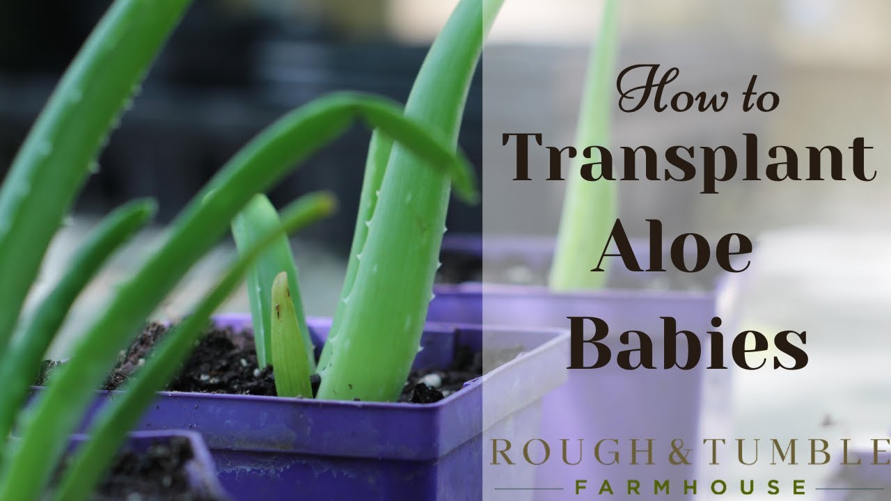 How to Transplant Aloe Babies