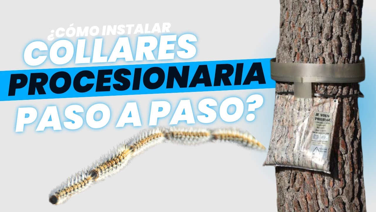 Trampa para Procesionaria - Aprende a colocar el kit 10 unidades