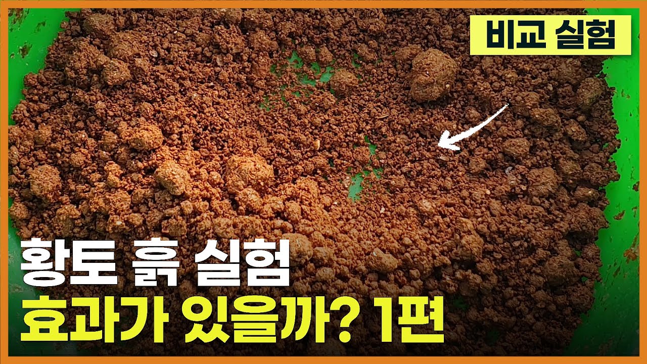 황토 흙 뿌린후 효과가 있을까?  - 붕어낚시 수중 촬영