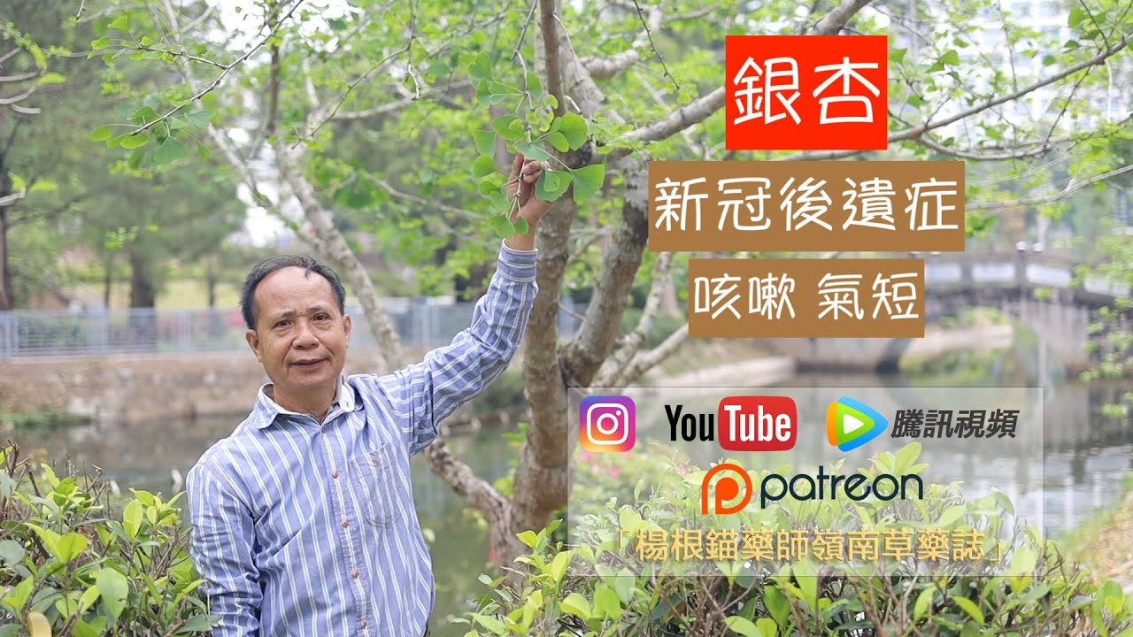 銀杏|楊根錨嶺南草藥香港原生植物賞識（1080P50f）