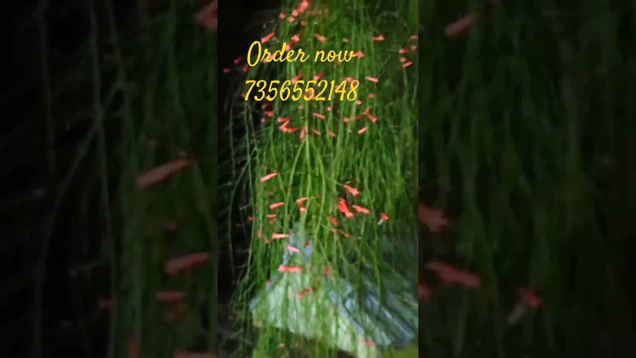 Firecracker