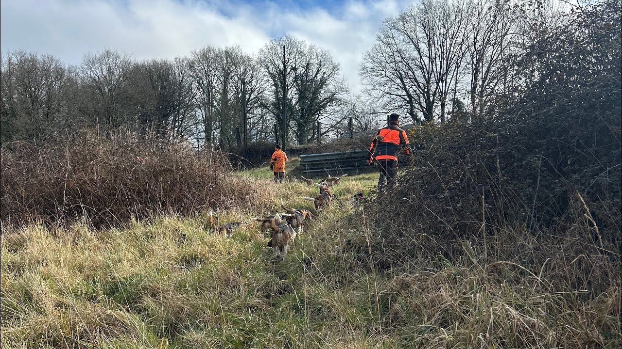 Compilation chasse aux sangliers 2024-2025