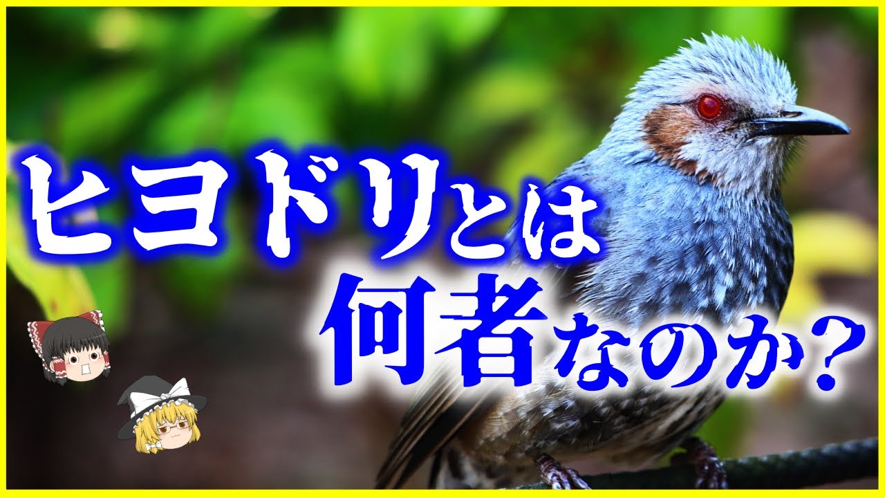 【ゆっくり解説】カラス並の知能⁉身近な嫌われ者…「ヒヨドリ」とは何者なのか？を解説/日本でしか観察できないヒヨドリの生態