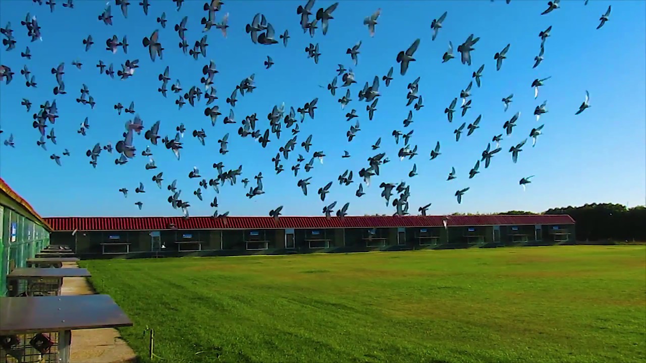 Algarve Pigeons Golden Race 2018 - First training- Monte Francisco