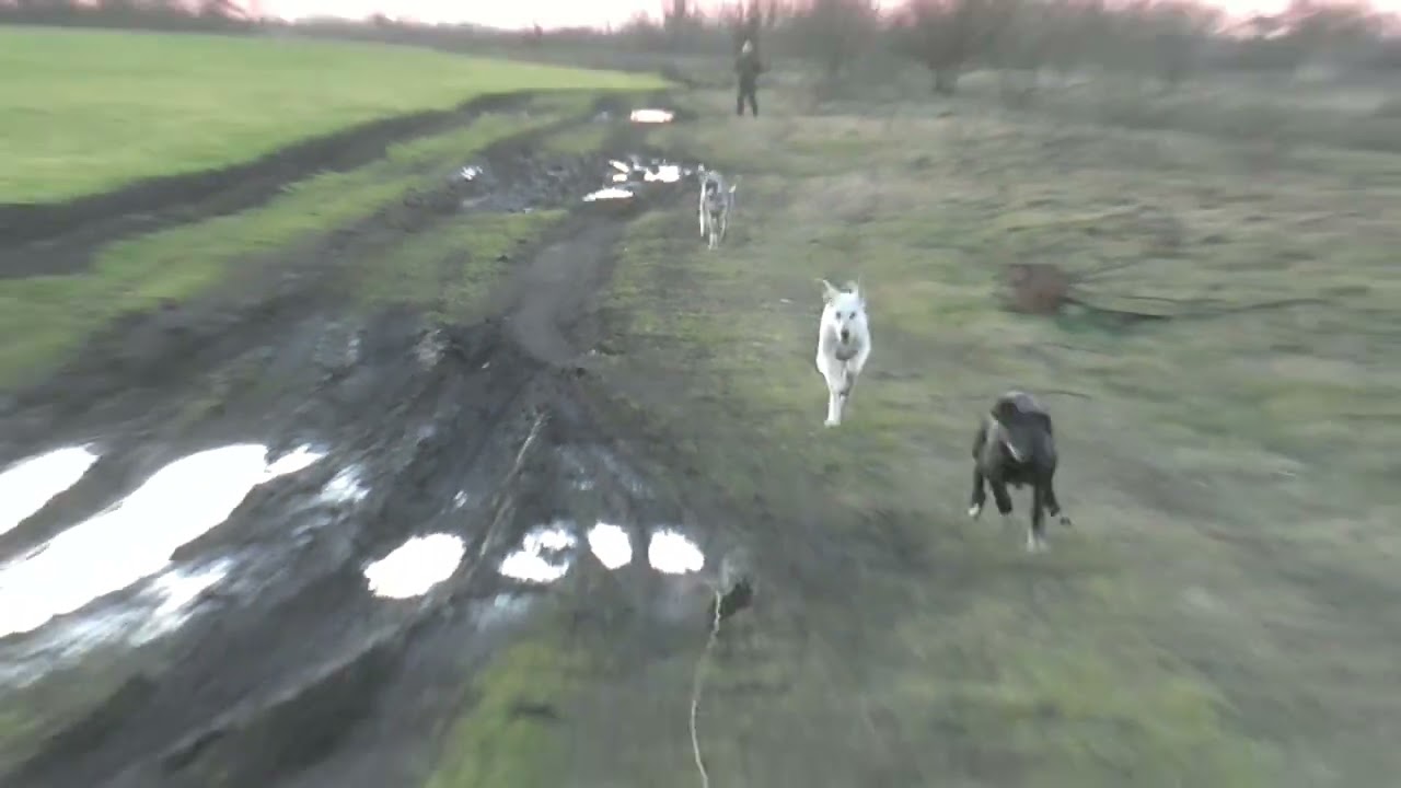 Щенки Роси и Дреда 4мес и 6 дней