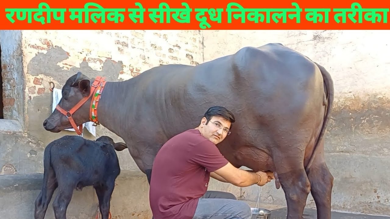 रणदीप मलिक से सीखे दूध निकालने का असली तरीका 😊वीडियो को अंत तक देखे और बताए आप का अपना तरीका क्या है