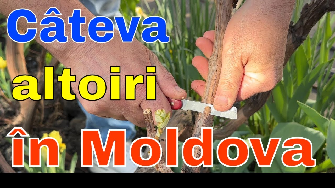 Altoire vita de vie in Republica Moldova, adaugare de soiuri pe butuci batrani.
