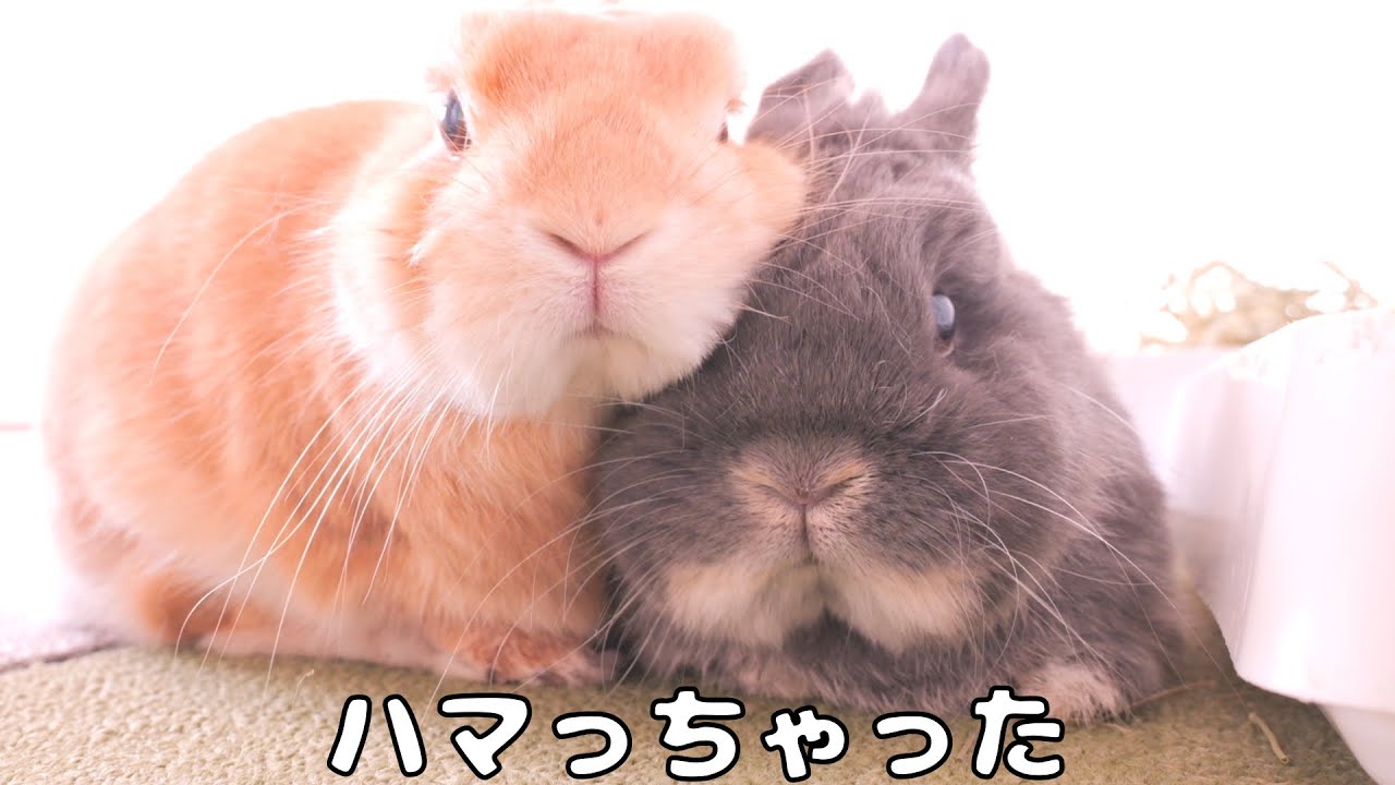 テトリスのように一度ハマるとお互い動けなくなっちゃうムギミミが可愛すぎました【No.1698】