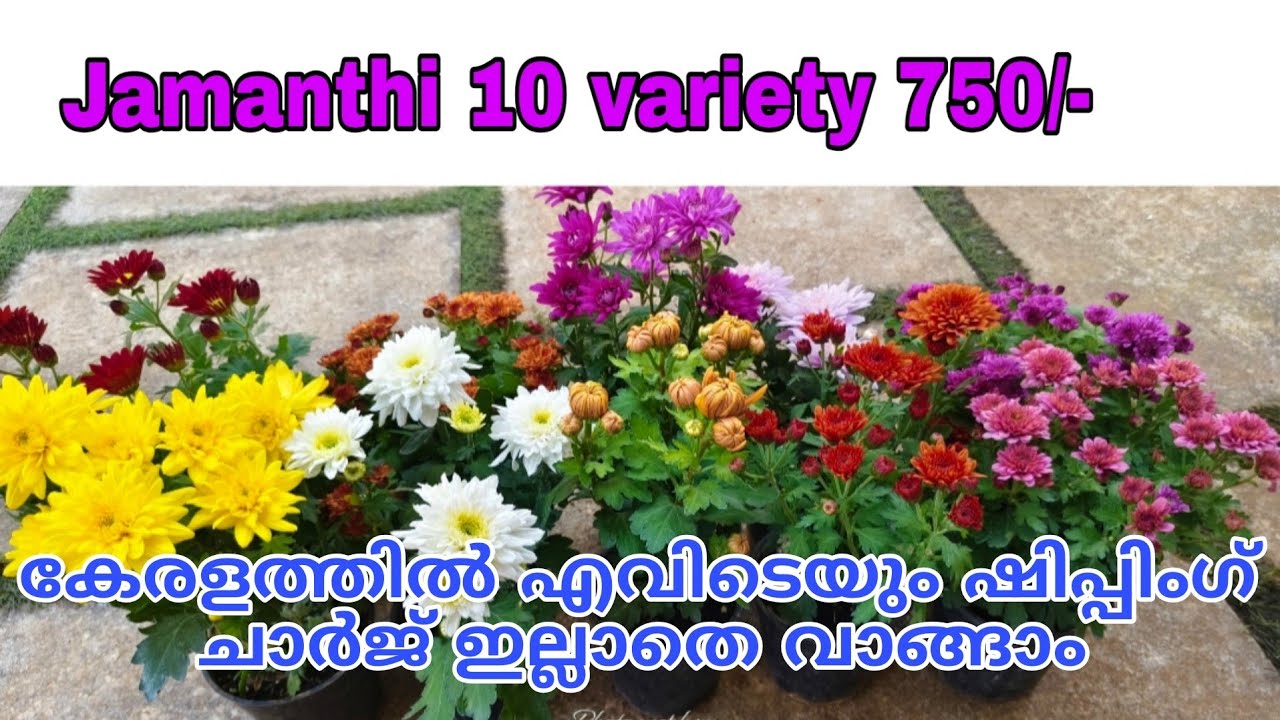 🥰🌺🔥10 ഹൈബ്രിഡ് ജമന്തി വാങ്ങാം നിറയെ പൂക്കളോട് കൂടി#reels #gardening #viral #trending 
