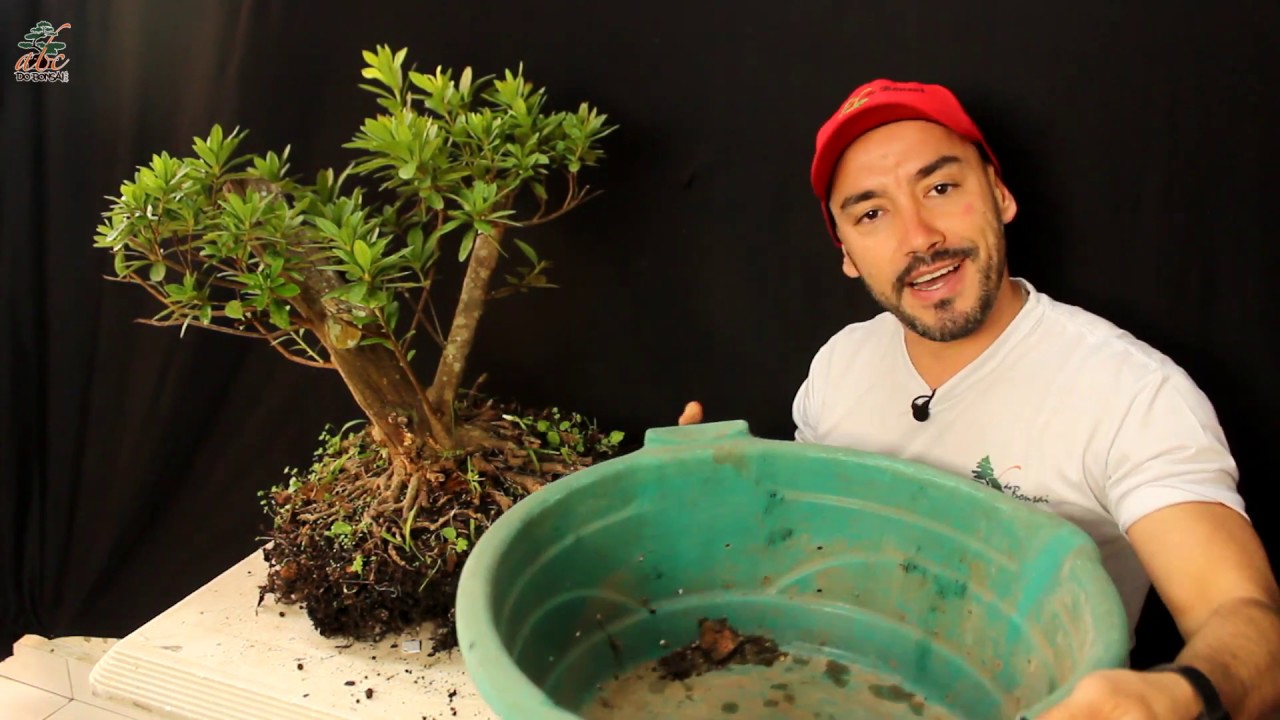 GANHEI UMA AZALEA GIGANTE DE PRESENTE