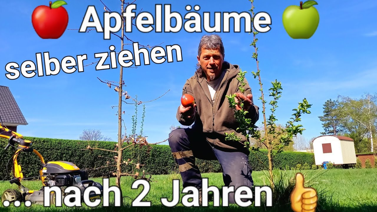Was machen die jungen Apfelbäume? 🌳 Obstbaum selber 🍎 ziehen 2 Jahre später #garten #obstbaum #bäume