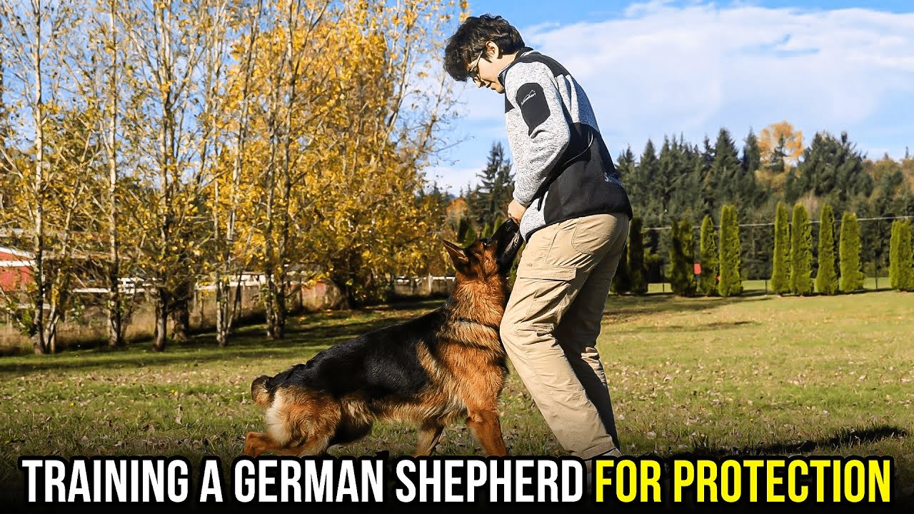 How to Train a German Shepherd for Personal Protection