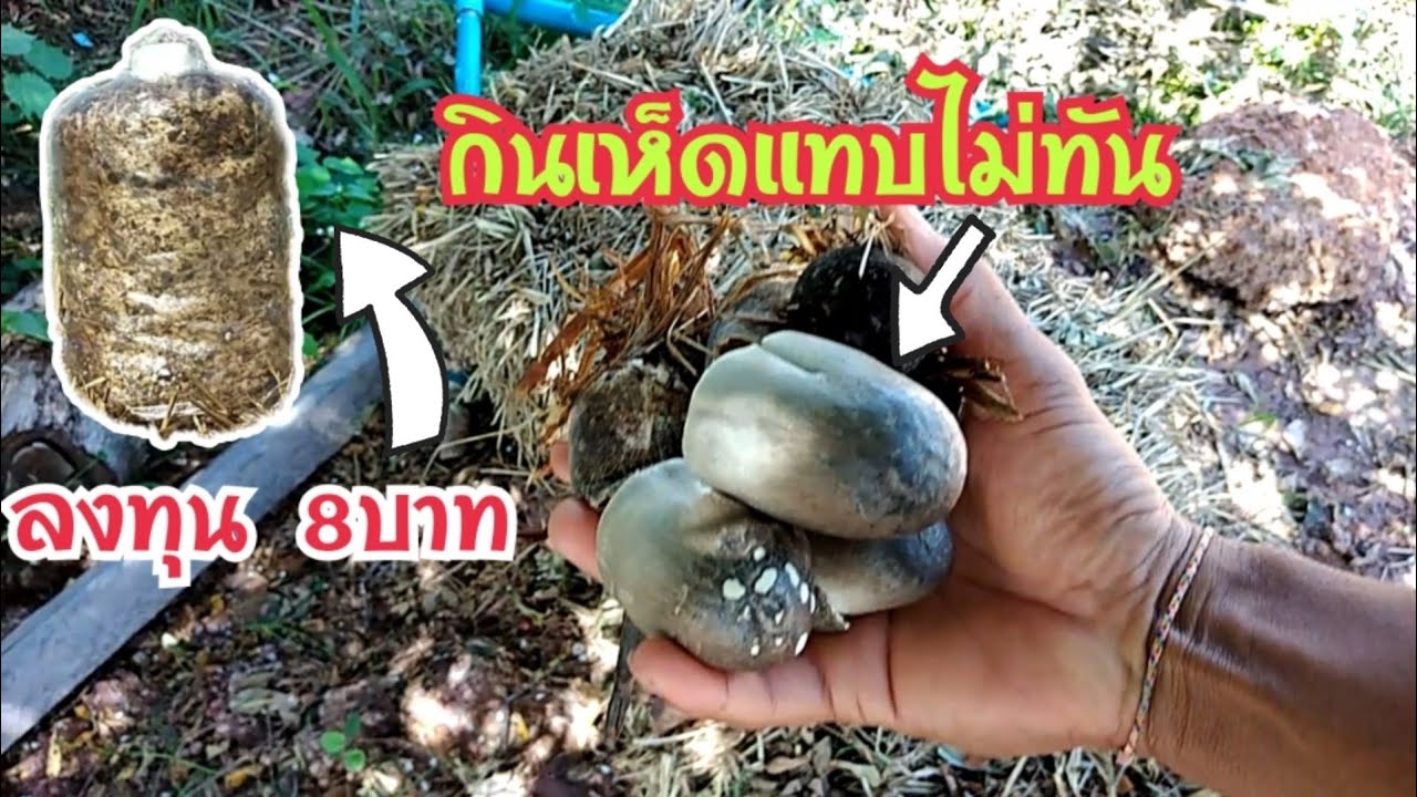 เพาะเห็ดฟางแบบคนขี้เกียจ​ (ฉบับละเอียดยิบ)​ 15วันมีกิน