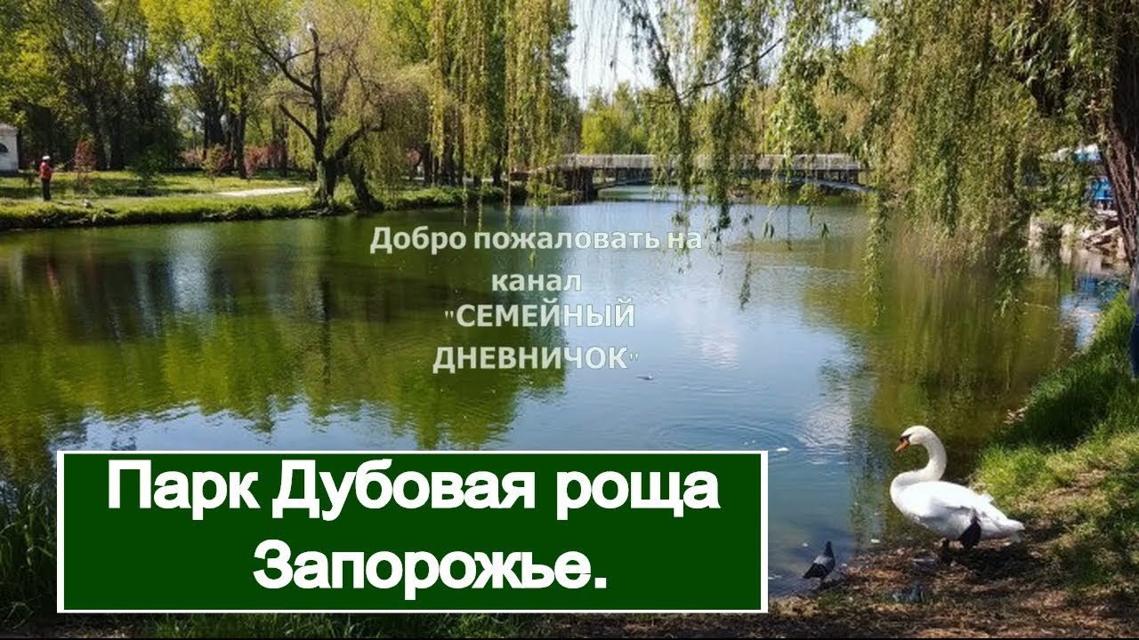 Парк Дубовая роща в Запорожье. Лебеди и лошади в парке.
