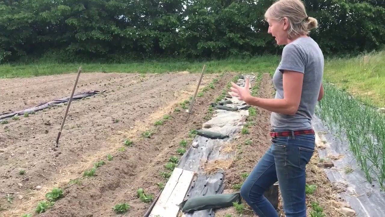 Earthing up potatoes