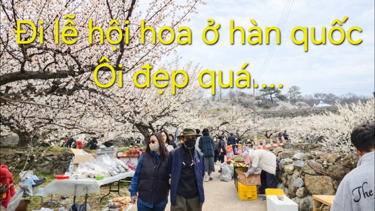 Đi lễ hội 매화축제 bên hàn quốc không ngờ nó lại đông người như thế nàyyyy...