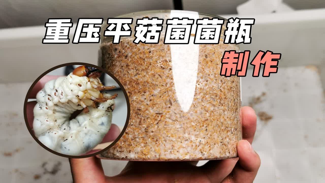重压菌瓶初体验，用平菇菌冲击更大的甲虫记录吧~