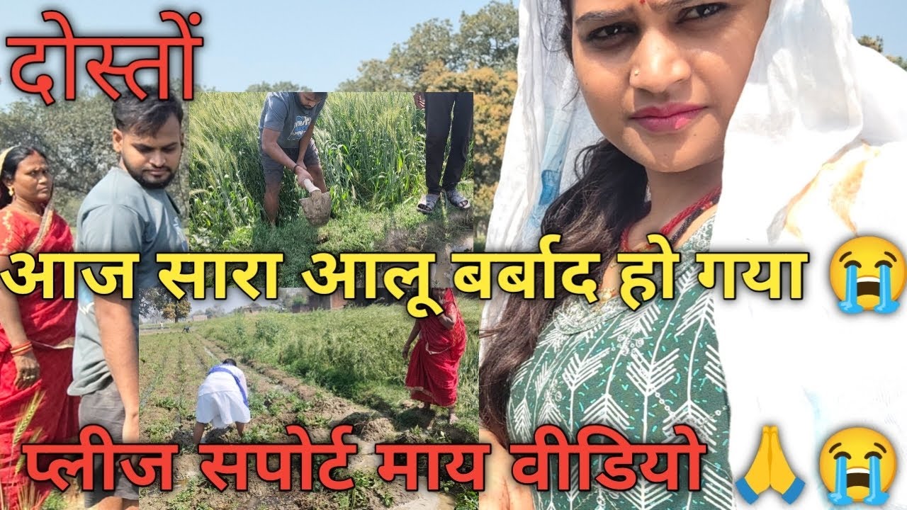नहर के पानी से सारा आलू बर्बाद हो गया 😭  #vlog #vlogvideo 