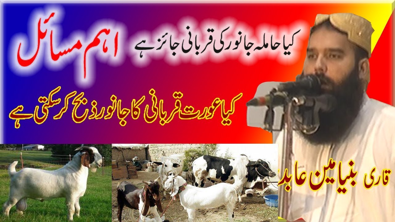 Molana Binyameen Abid Qurbani Kay Masel | Question